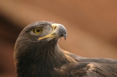 GoldenEagle068