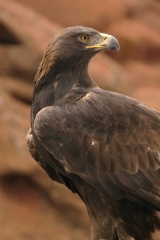 GoldenEagle071