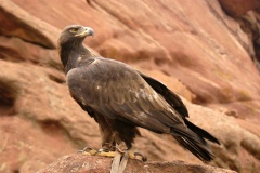 GoldenEagle072