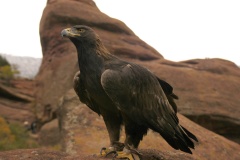 GoldenEagle077