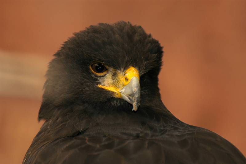HarrisHawk136