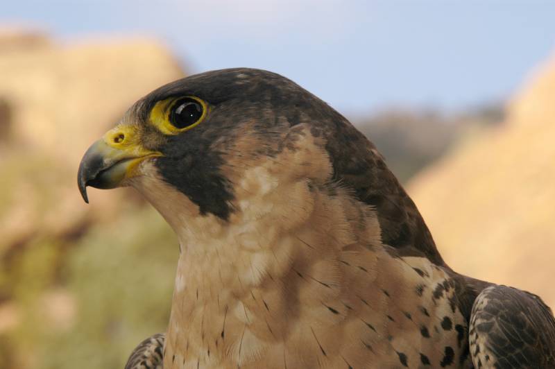 PeregrineFalcon977
