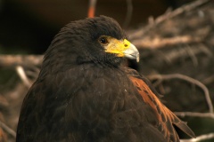 HarrisHawk129