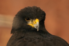 HarrisHawk136