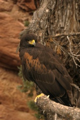 HarrisHawk138