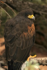 HarrisHawk157