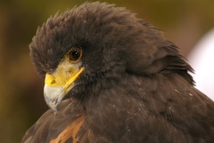 HarrisHawk166