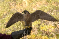PeregrineFalcon958