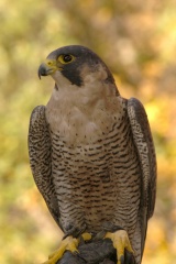 PeregrineFalcon965