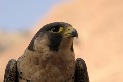 PeregrineFalcon968