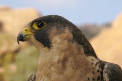 PeregrineFalcon977