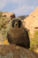 PeregrineFalcon981