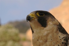 PeregrineFalcon983