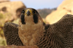 PeregrineFalcon984