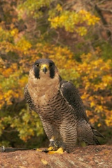 PeregrineFalcon988