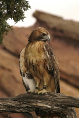 RedTailedHawk039