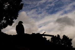 RedTailedHawk042