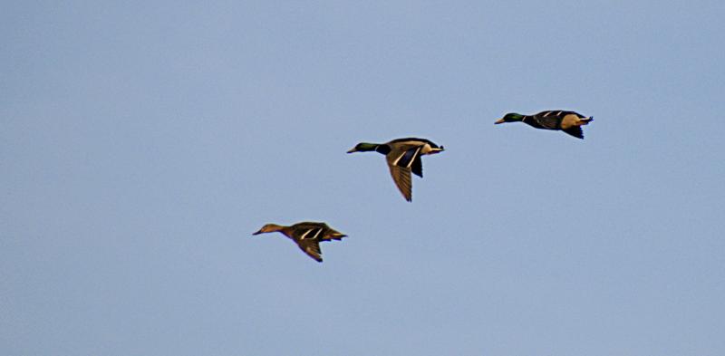 Ducks5723