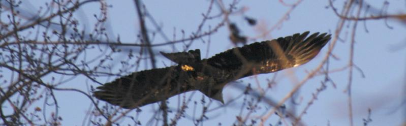 Eagle5437