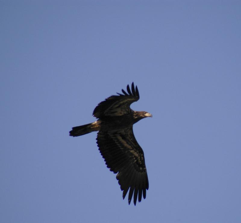 Eagle5616