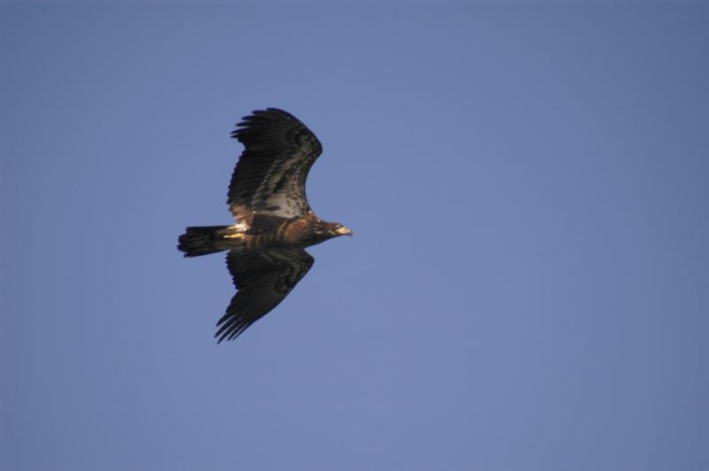 Eagle5617