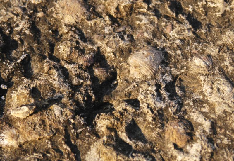 Fossils5685
