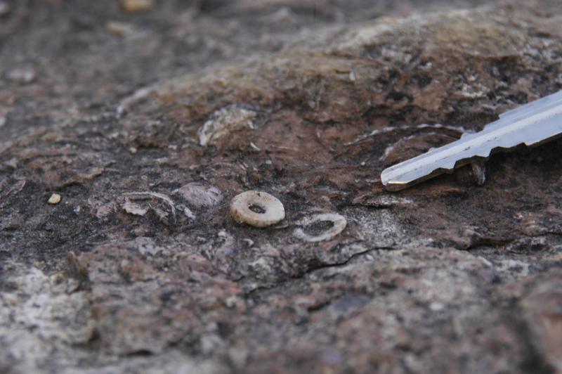 Fossils5688