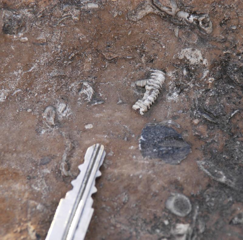 Fossils5690