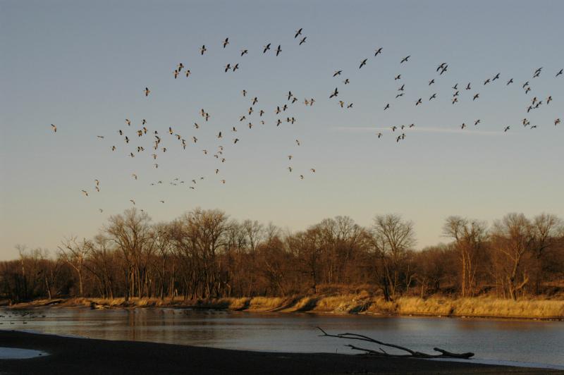 Geese5472