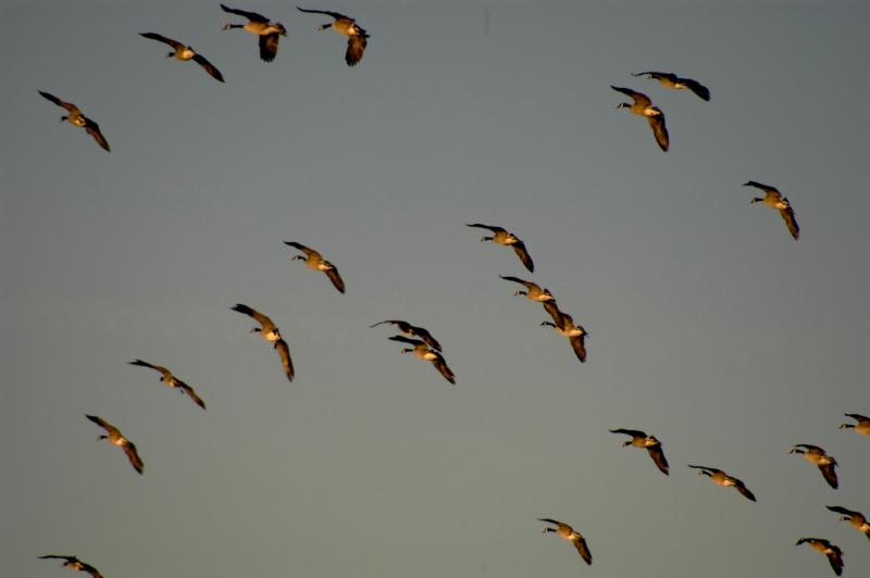 Geese5473