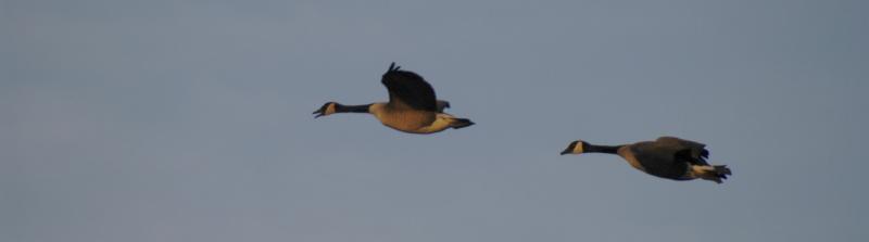 Geese5751