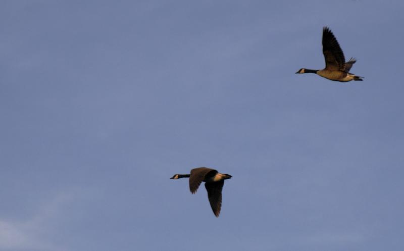 Geese5759