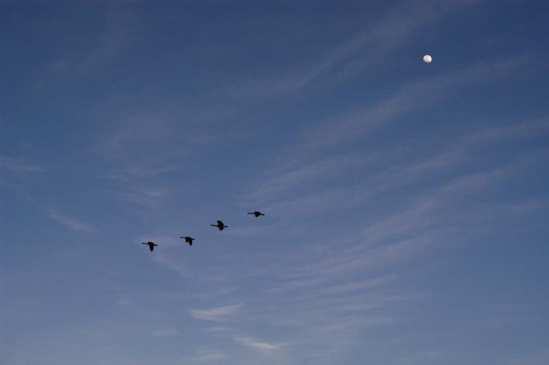 Geese5771