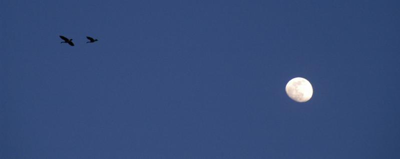 Geese5779