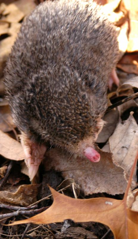 Mole5660