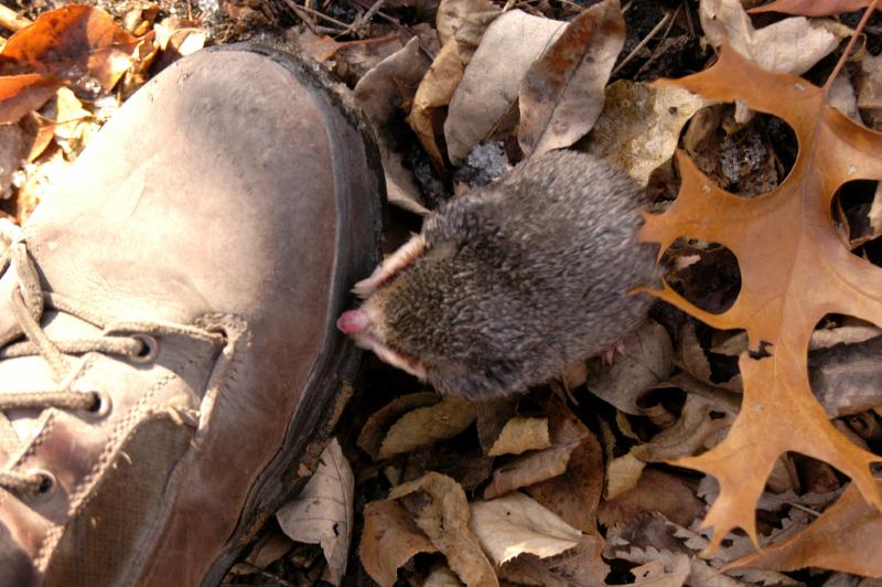 Mole5664
