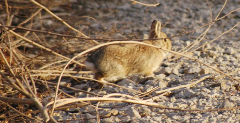 Rabbit5704