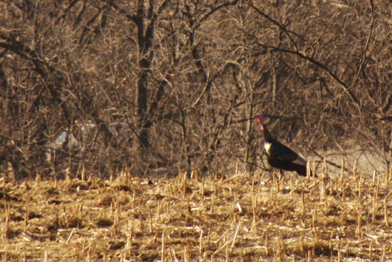 WildTurkey5694