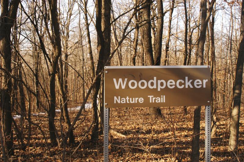 Woodpecker5684