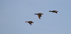 Ducks5723