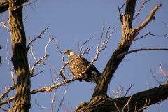 Eagle5434