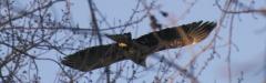 Eagle5437