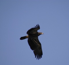 Eagle5616