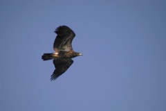 Eagle5617
