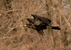 Eagle5621