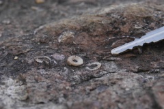 Fossils5688
