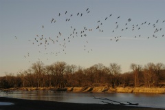 Geese5472