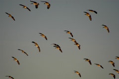 Geese5473