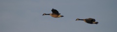 Geese5751