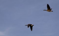 Geese5759